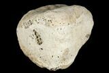 Hadrosaur Finger Bone - Alberta (Disposition #-) #183272-1